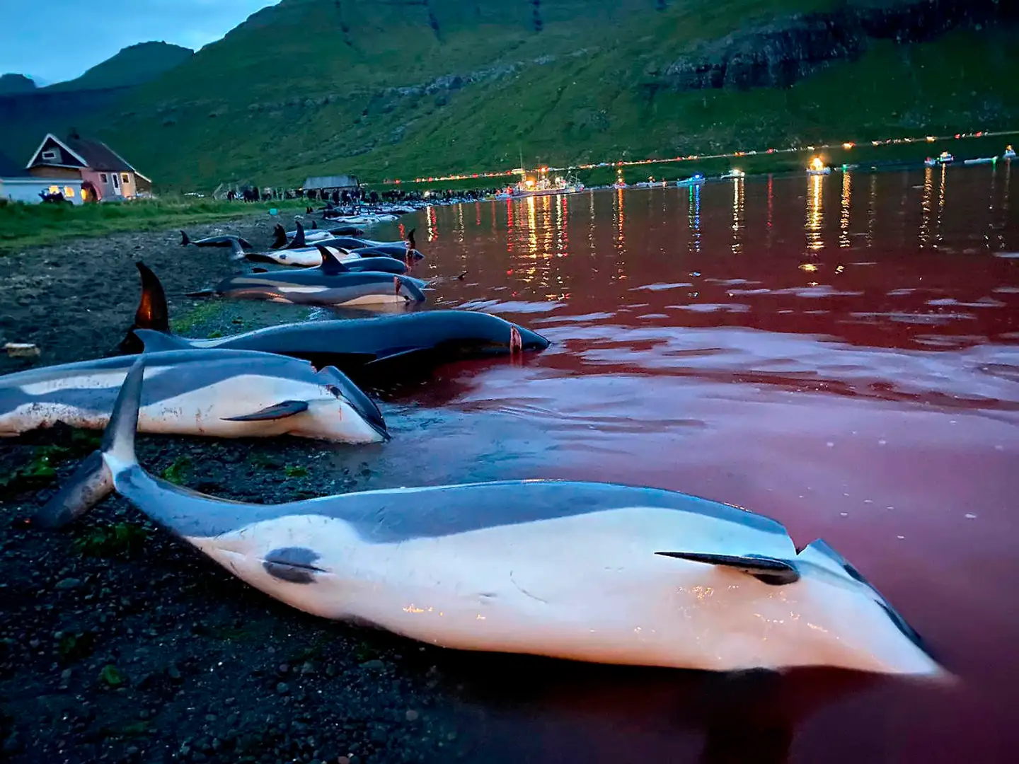 Færingernes årets jagt på den særlige nordatlantiske delfin kostede i år over 20 gange flere hvidskævinger livet end i et normalt år.