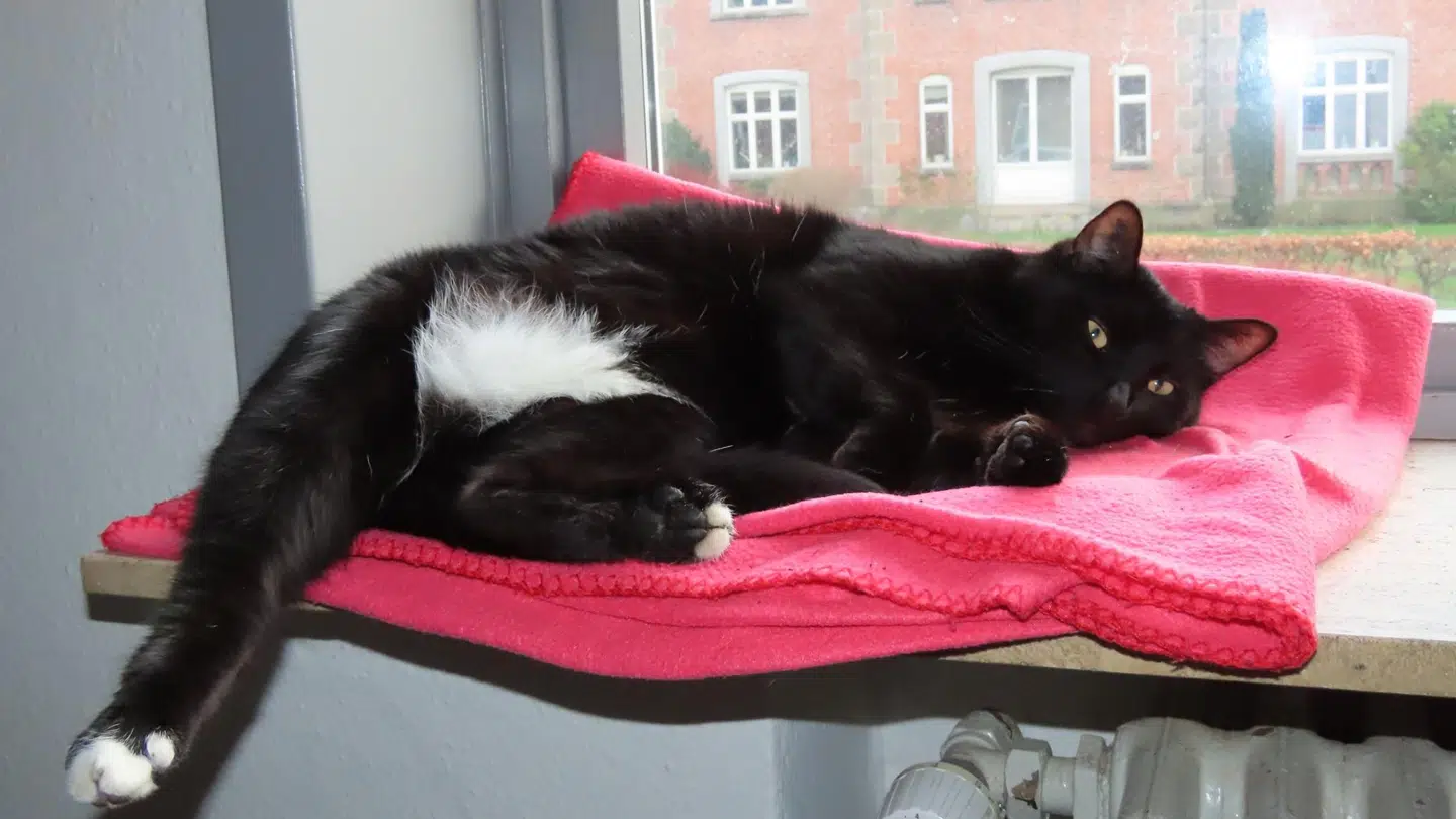 Lars Mose Kristensen har adopteret katten Gordon for cirka fem år siden.