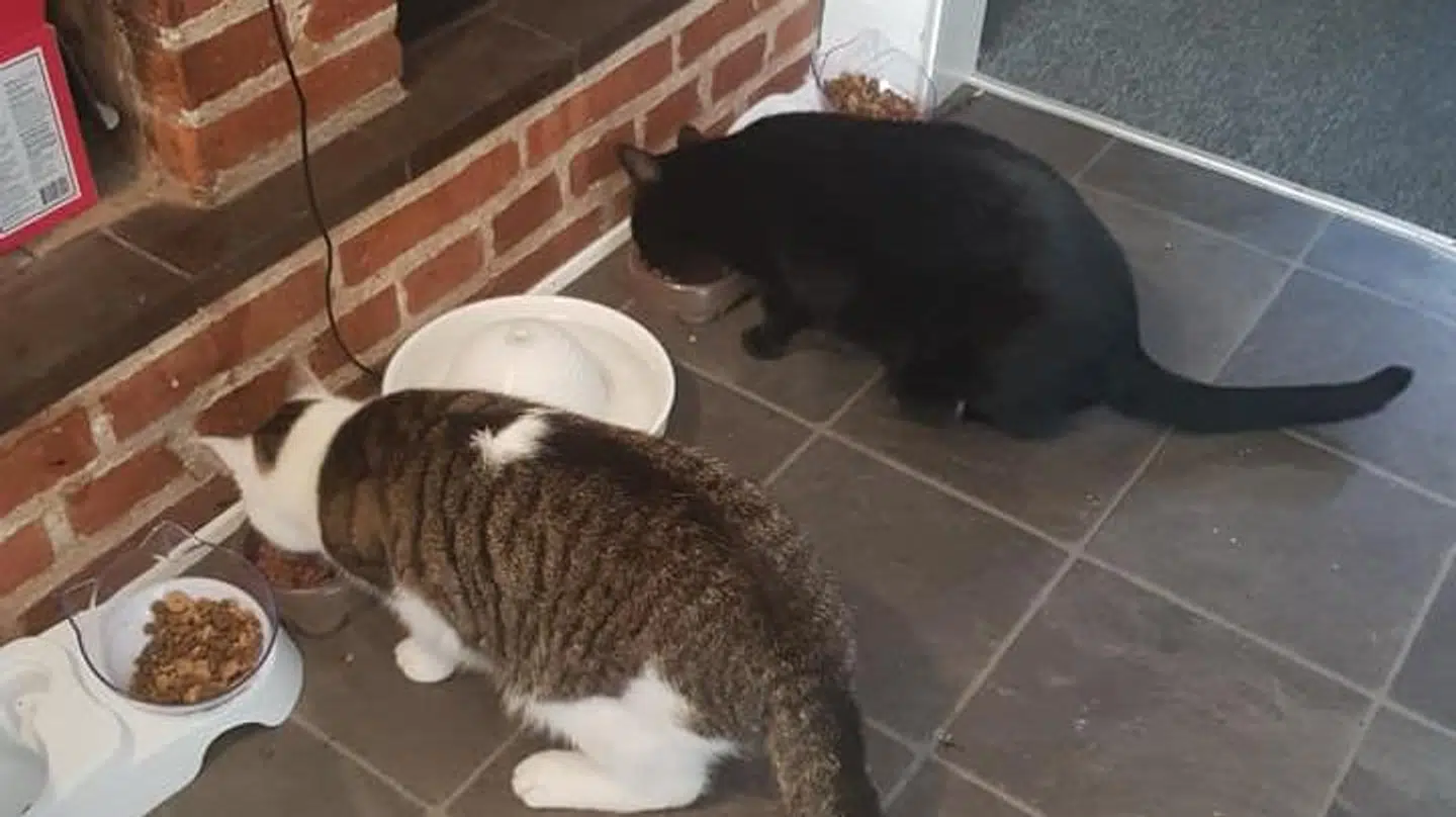 Lars Mose Kristensen har to katte – Gordon og Kermit.