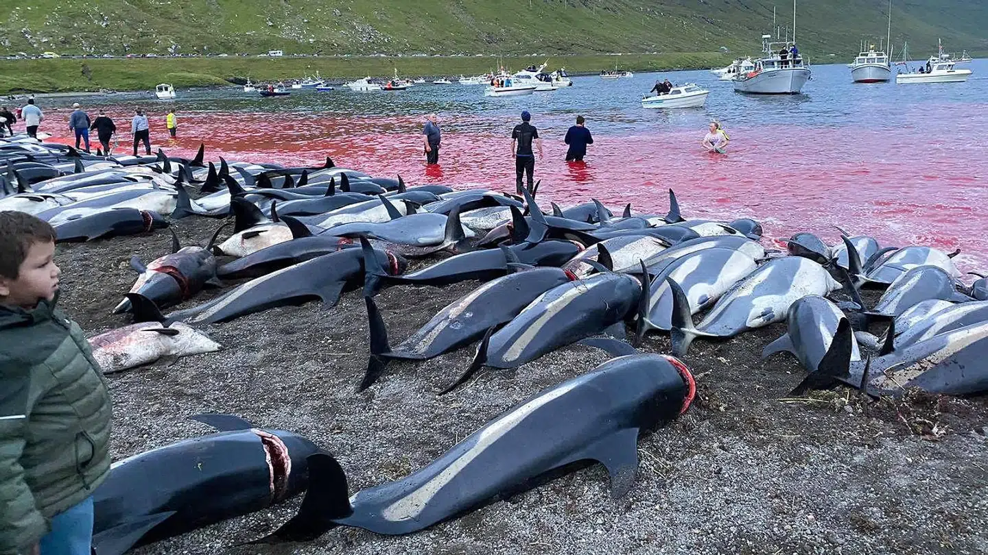 Grindedrab er en gammel tradition på Færøerne.