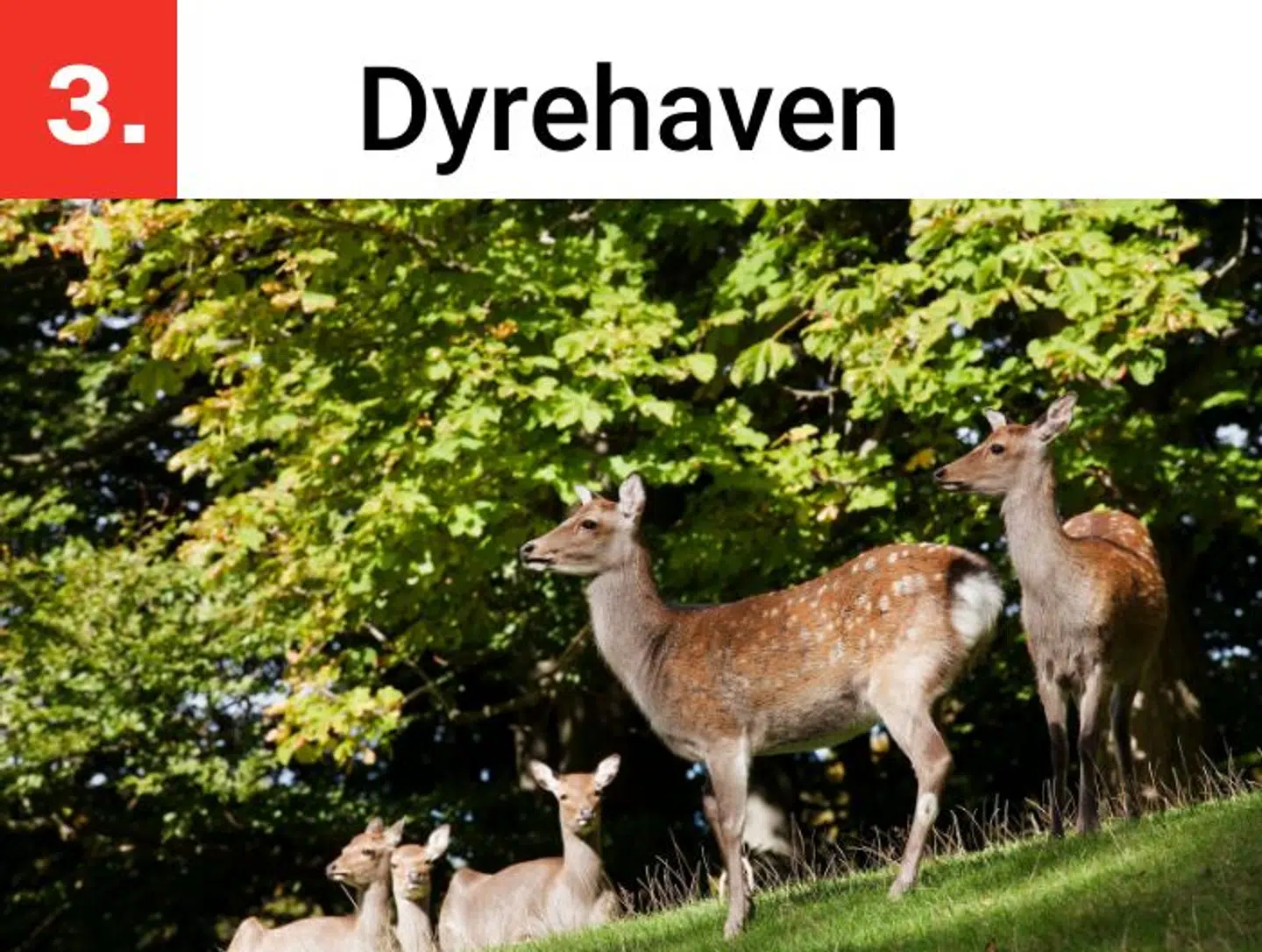 Med posen fuld af friske gulerødder tager Casper gerne sin date med i dyrehaven.