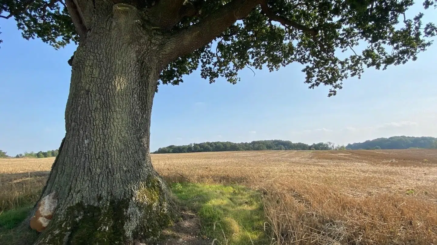 Man vil undgå forurening i området, hvor man henter en stor del af Odenses grundvand, og derfor skal der anlægges skov.