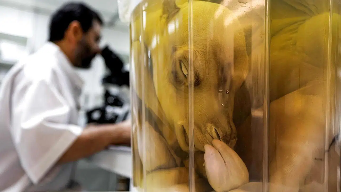 Dr. Nisar Ahmad Wani fra Reproductive Biotechnology Center, kigger i sit mikroskop.