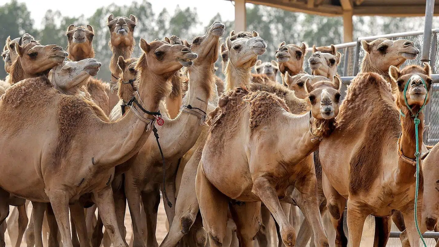I år er det blevet til 28 klonede kalve.