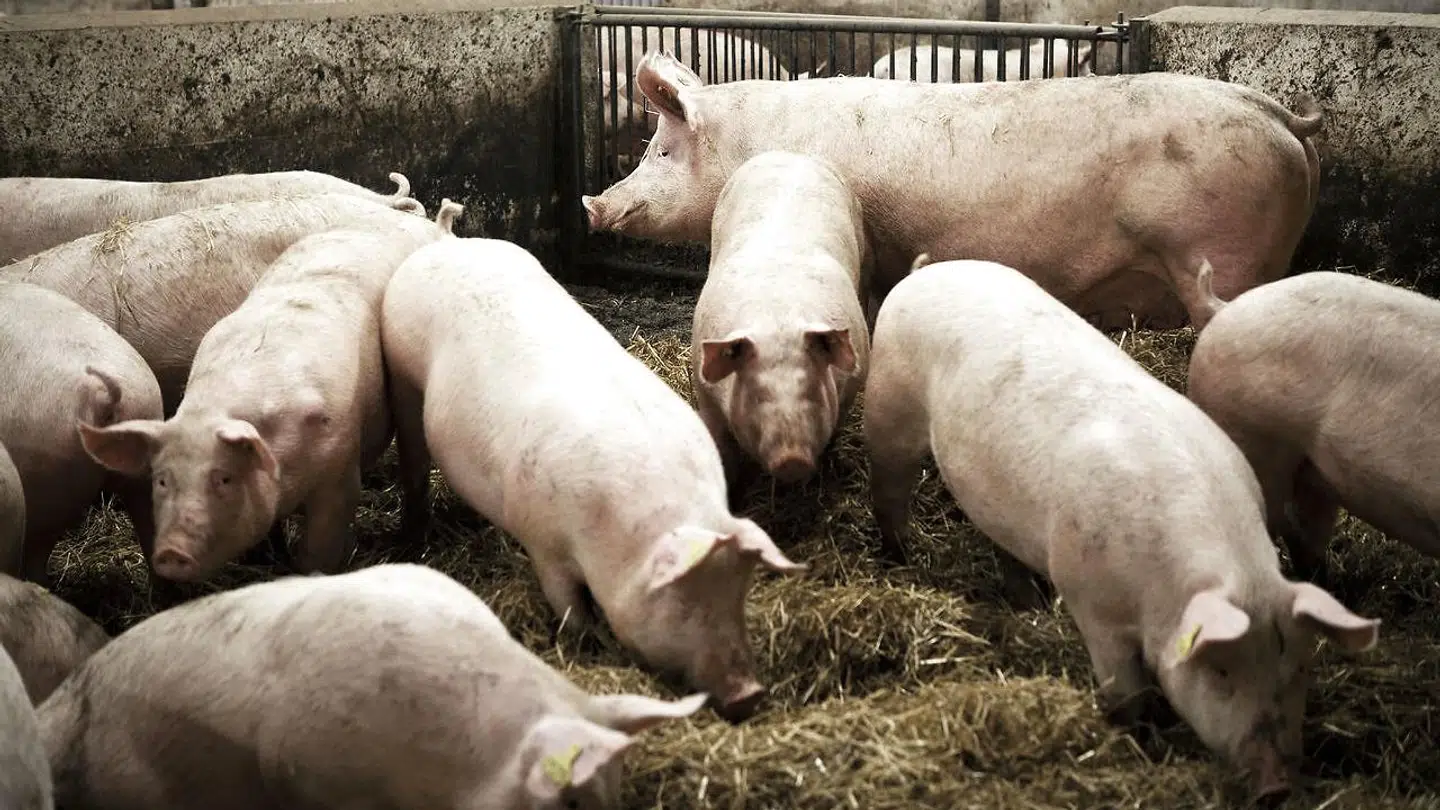 Der er udbrudt svinepest på en danskejet farm. Arkivfoto.