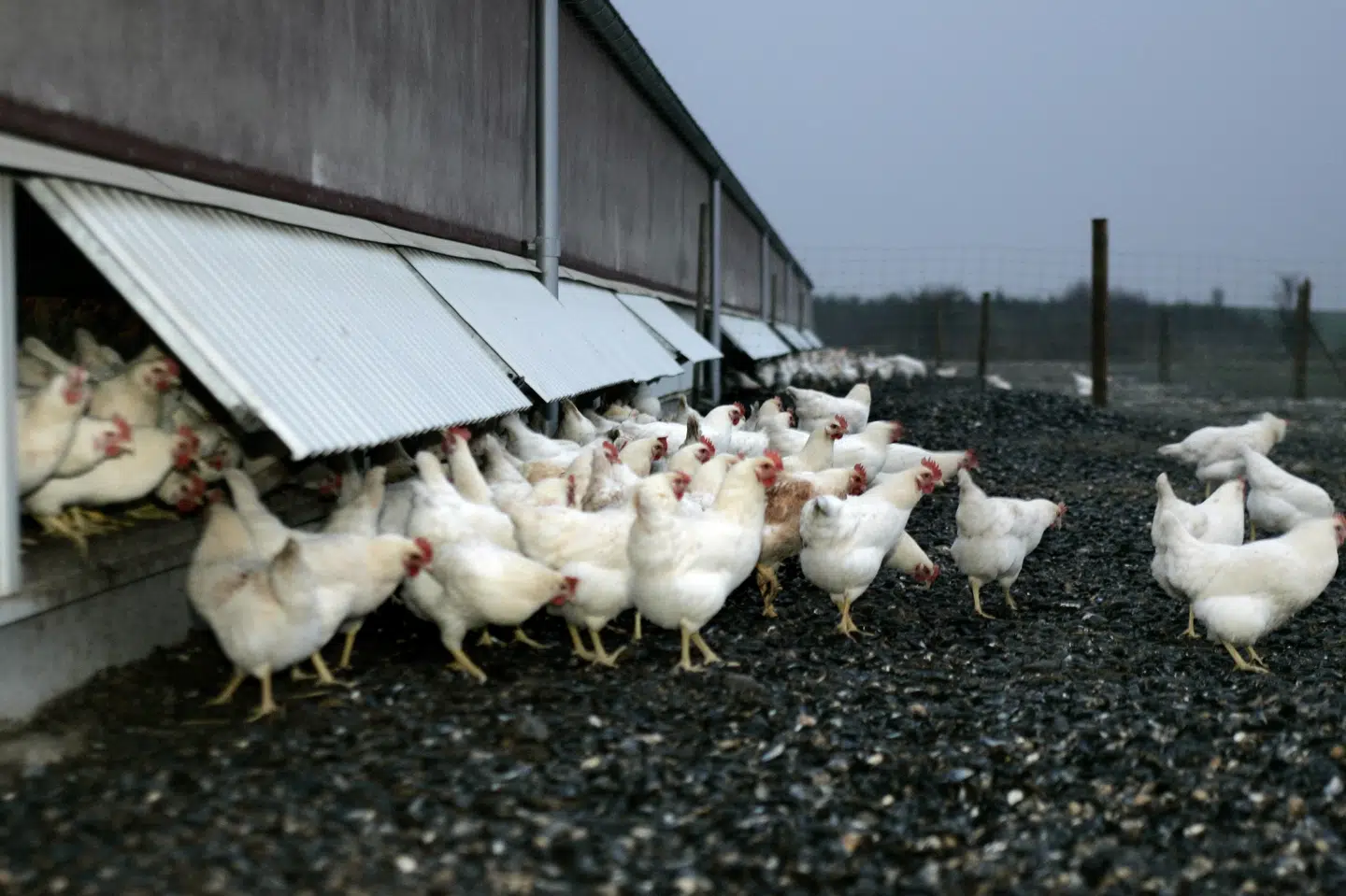 En undersøgelse fra Københavns Universitet viser, at omkring 85 procent af danske æglæggende høns har knoglebrud i brystet. (Arkivfoto) Henning Bagger/Ritzau Scanpix