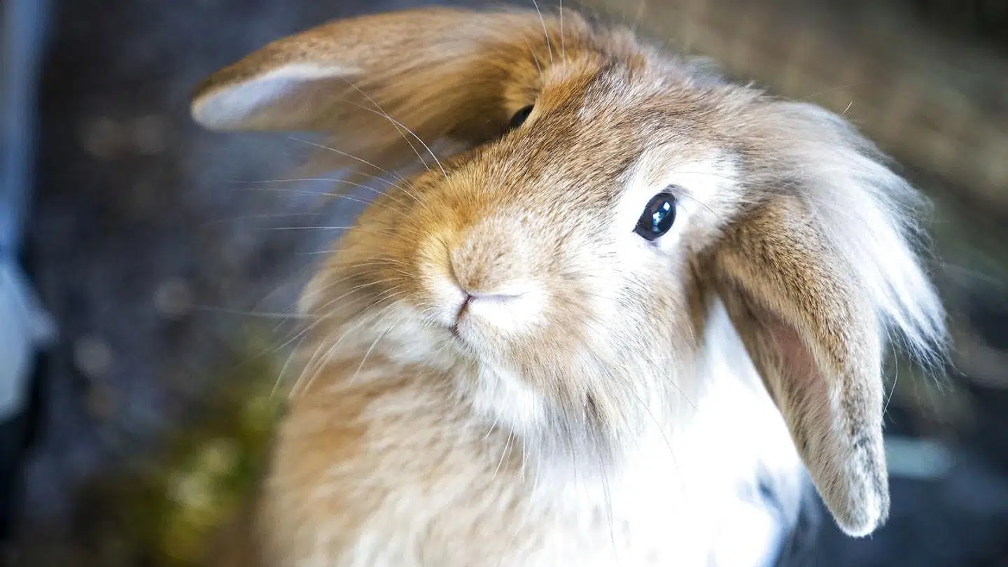 Flere kaniner er for nyligt døde af kaninpest. Kun vaccine kan redde dem.