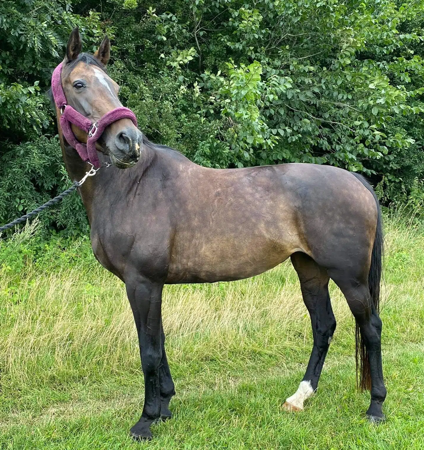 Den ukendte gerningsmand forgreb sig på hesten Florica gennem halvanden time i Holbæk Rideklub,