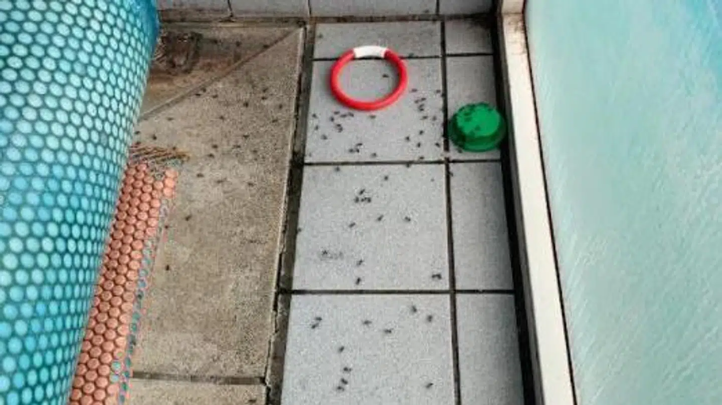 Der var store problemer med myrer i det sommerhus, Christiana Fjord lejede.