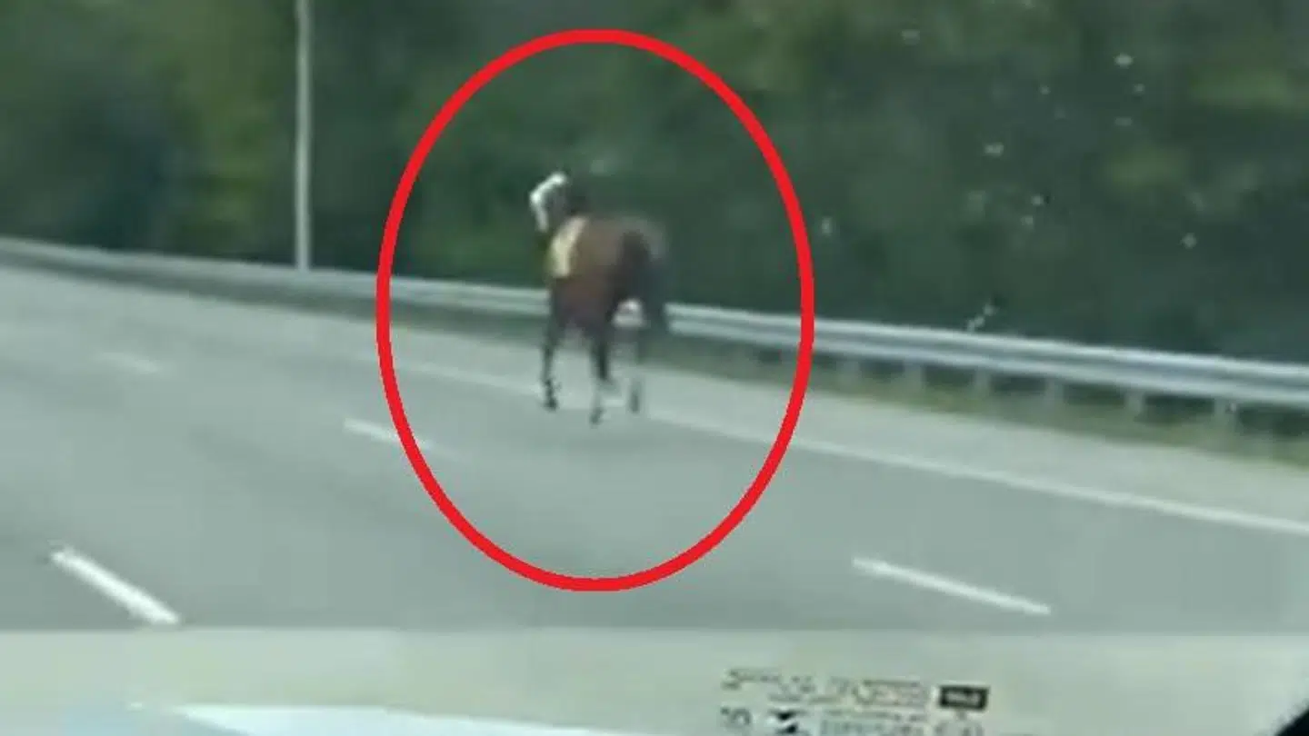 Trafikanterne på motorvej 41 i Kentucky fik sig noget af en oplevelse.