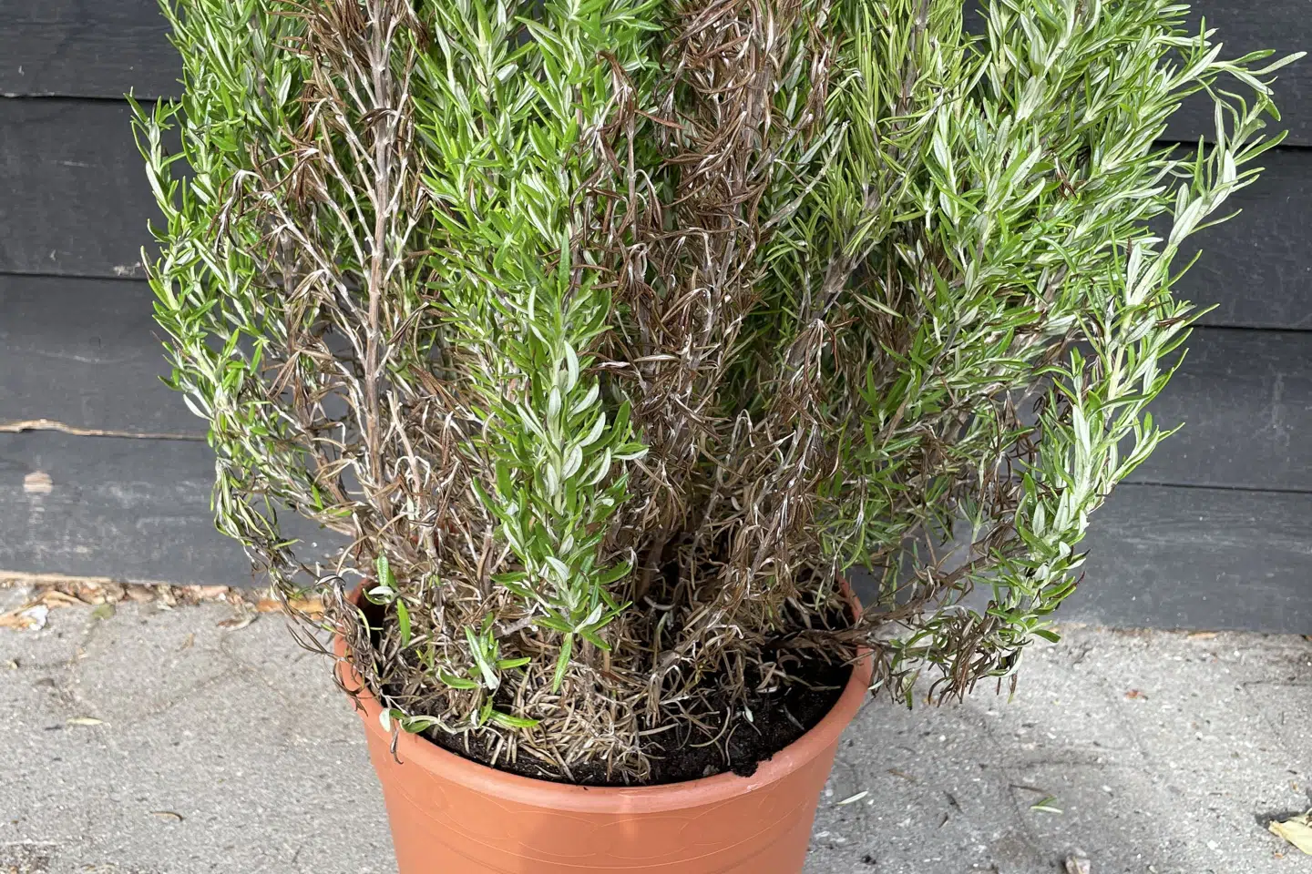 Sådan ser potten ud med den portugisisk dyrkede rosmarinplante, der nu tilbagekaldes. Handout / Landbrugsstyrelsen/Free