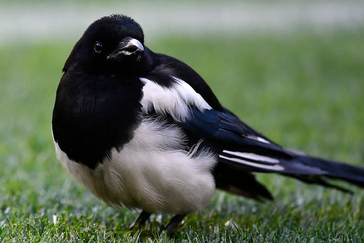 Det er en skade som denne, der har skabt problemer i lokalområdet i Brisbane.