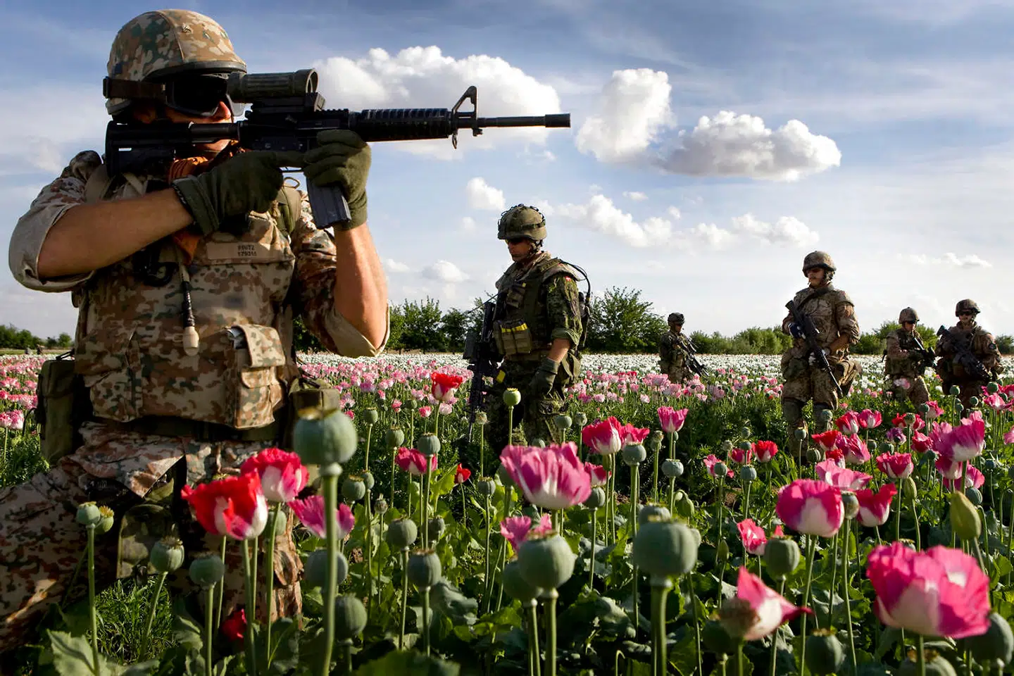 Anden deling: Bravo-kompaniet på patrulje nord for Gereshk, hvor den røde og hvide opium blomstrer i danskerfarver. Her får bønderne natlige besøg og trusler fra Taliban.