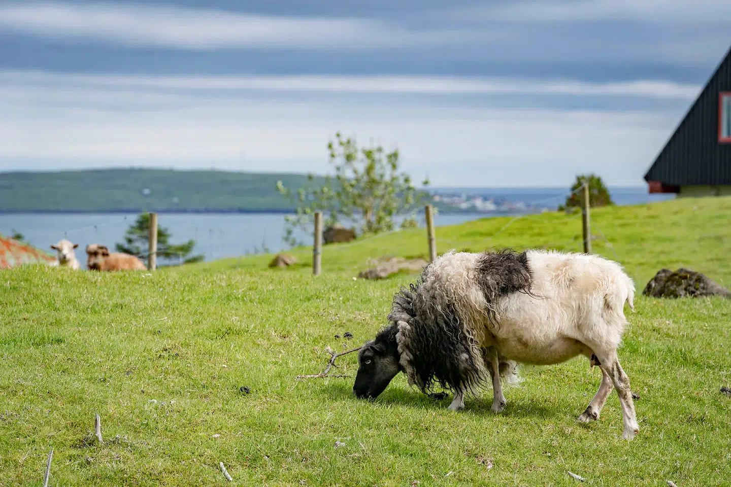 Der er flere får på Færøerne end mennesker, og man støder på dem alle vegne i naruren