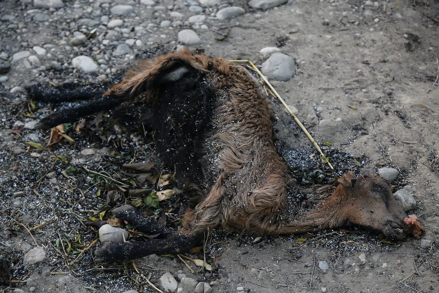 Tusindvis af dyr har mistet livet til skovbrandene.