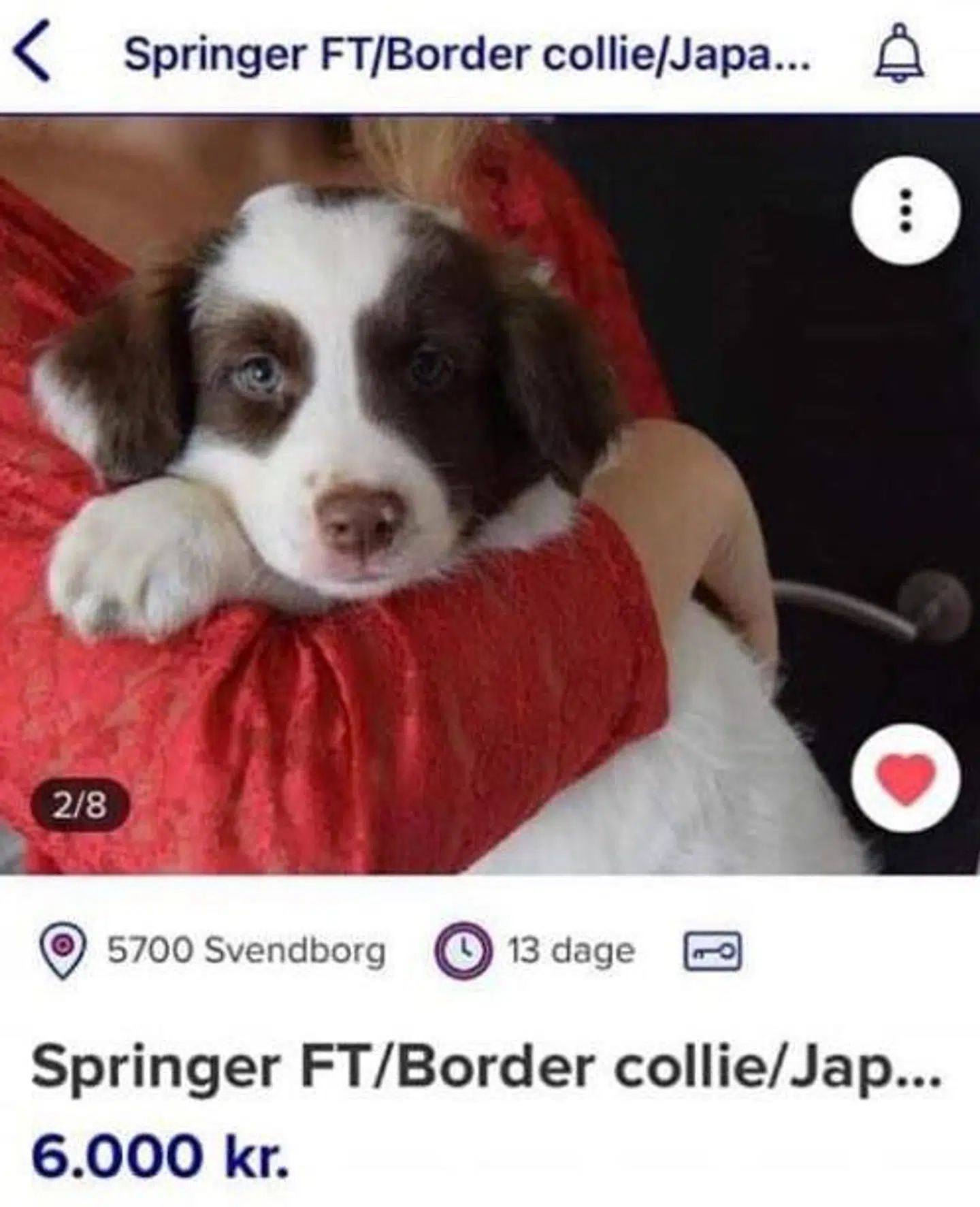 Hundehvalpene er blevet markedsført på Den Blå Avis. Annoncerne er siden fjernet af tjenesten på grund af mange anmeldelser.