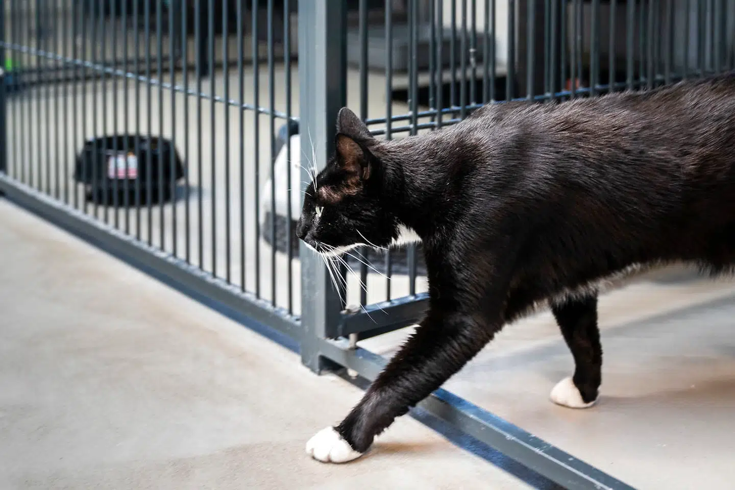 Katte på Dyrenes Beskyttelses internat i Roskilde, torsdag den 16. juli 2020. Højsæsonen for killinger er i fuld gang på Dyrenes Beskyttelses otte internater. Netop nu er der omkring 1400 killinger i alt, fordelt i hele landet, hvoraf Brande internat har omkring 325 af dem. Det er fordobling i forhold til samme tid, sidste år.. (Foto: Ida Marie Odgaard/Ritzau Scanpix)