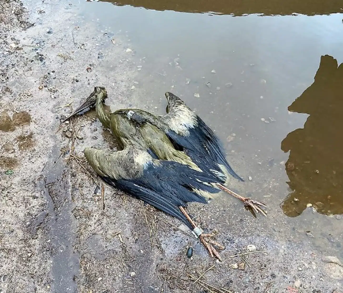 Her kan man se Zeneca med gps'en på.