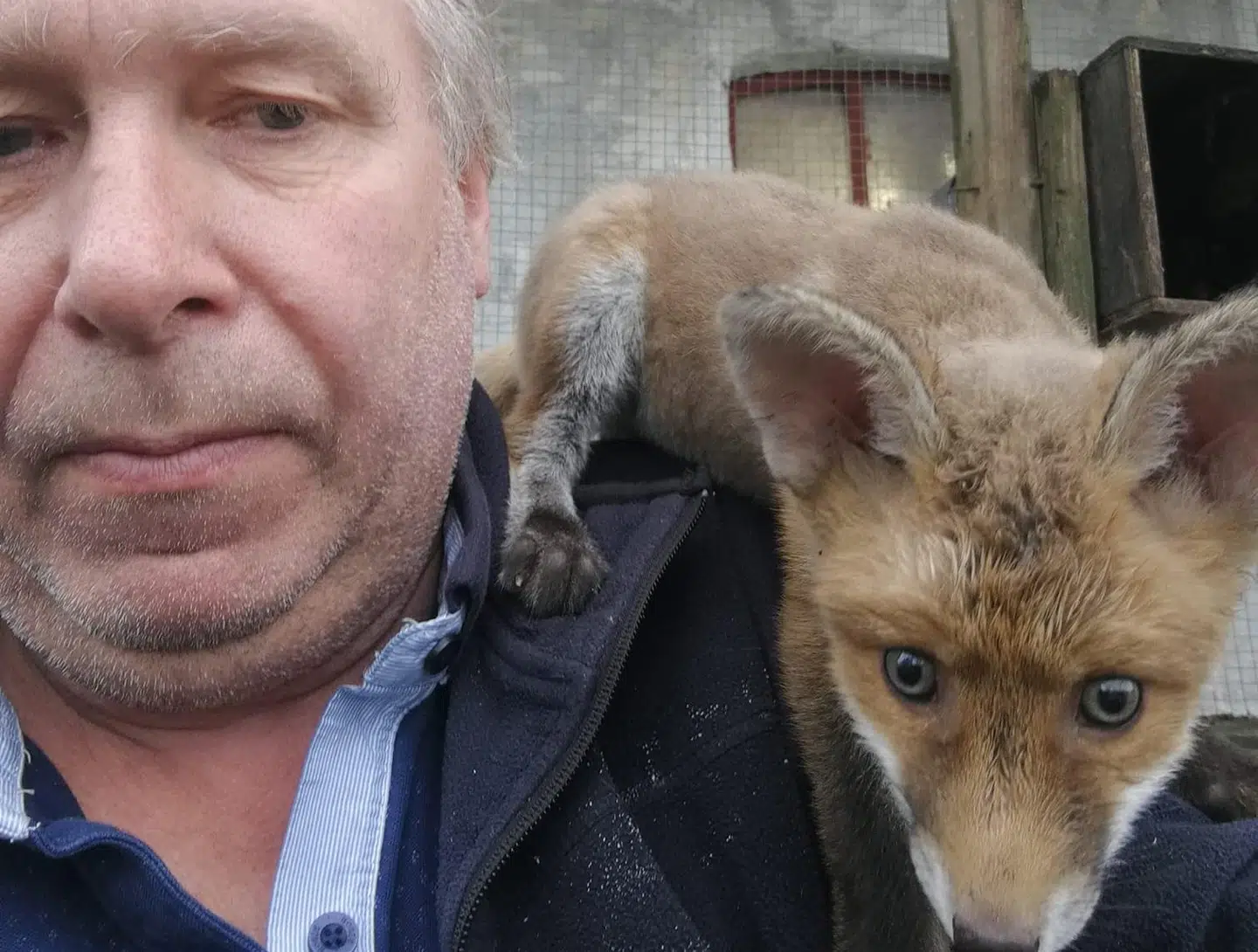 Tage Damgård Jensen og hans tamme ræv, Bamse.