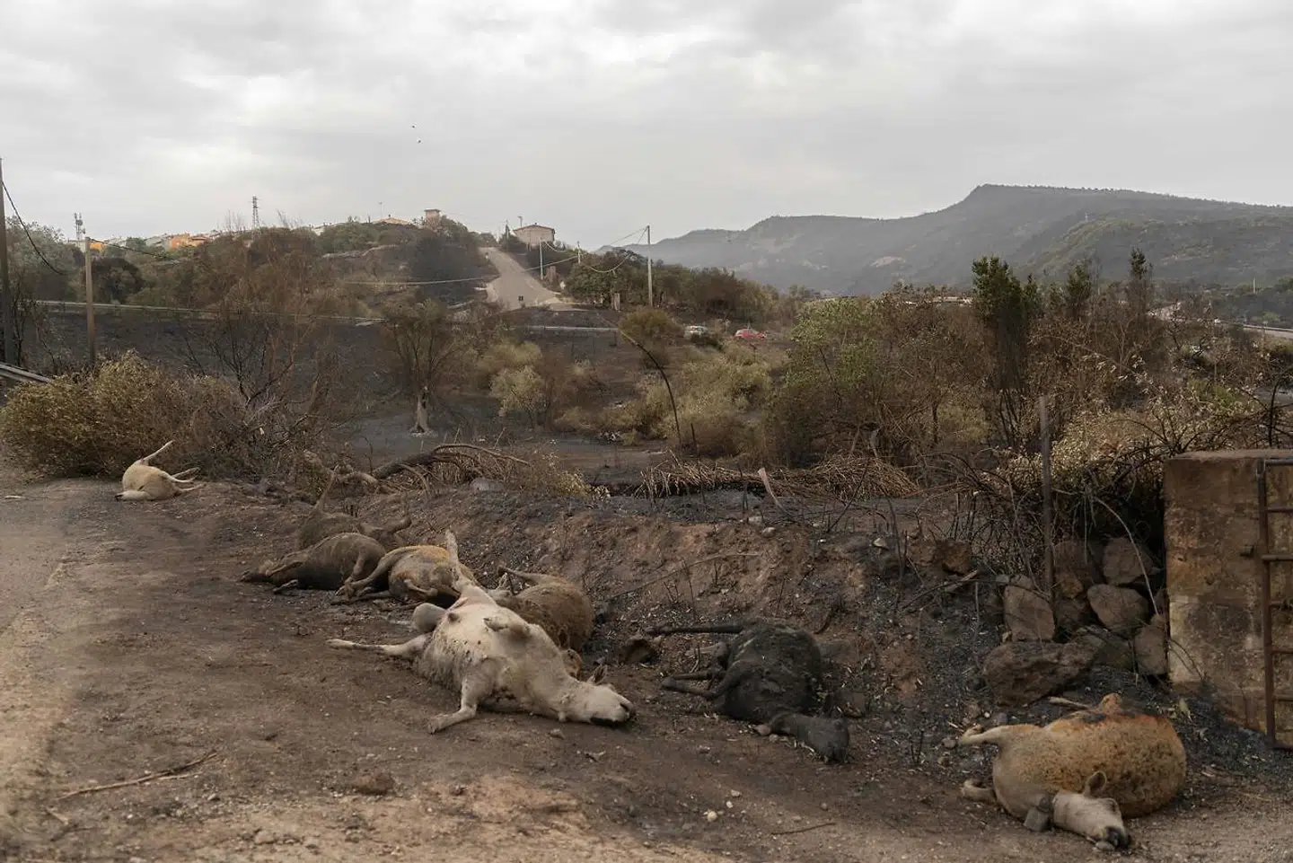 Hundrevis af landbrugsdyr er omkommet i brandene. Foto: Ritzau Scanpix.