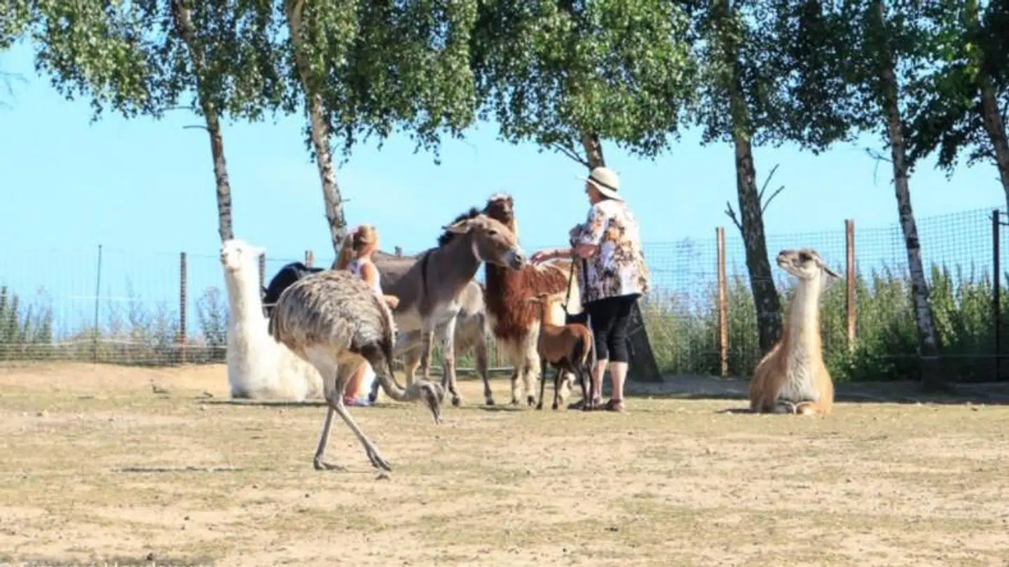 Billedet er taget få sekunder før, at alpacaen går til angreb på pigen og kvinden på billedet