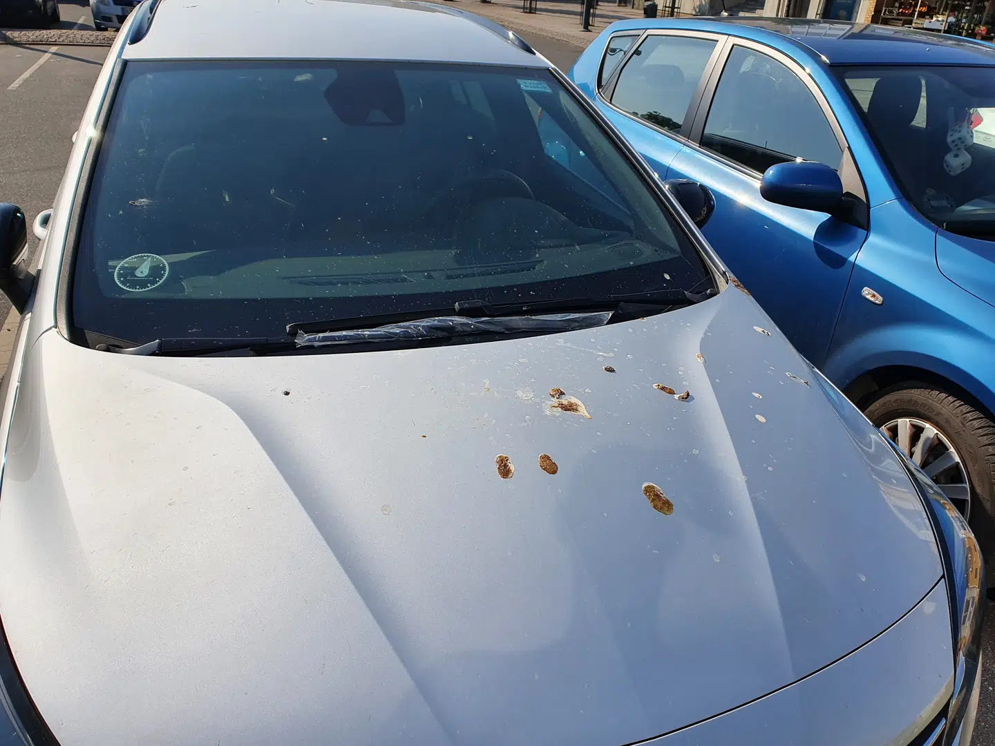 Mågerne i Kalundborg gør også livet surt for beboerne.