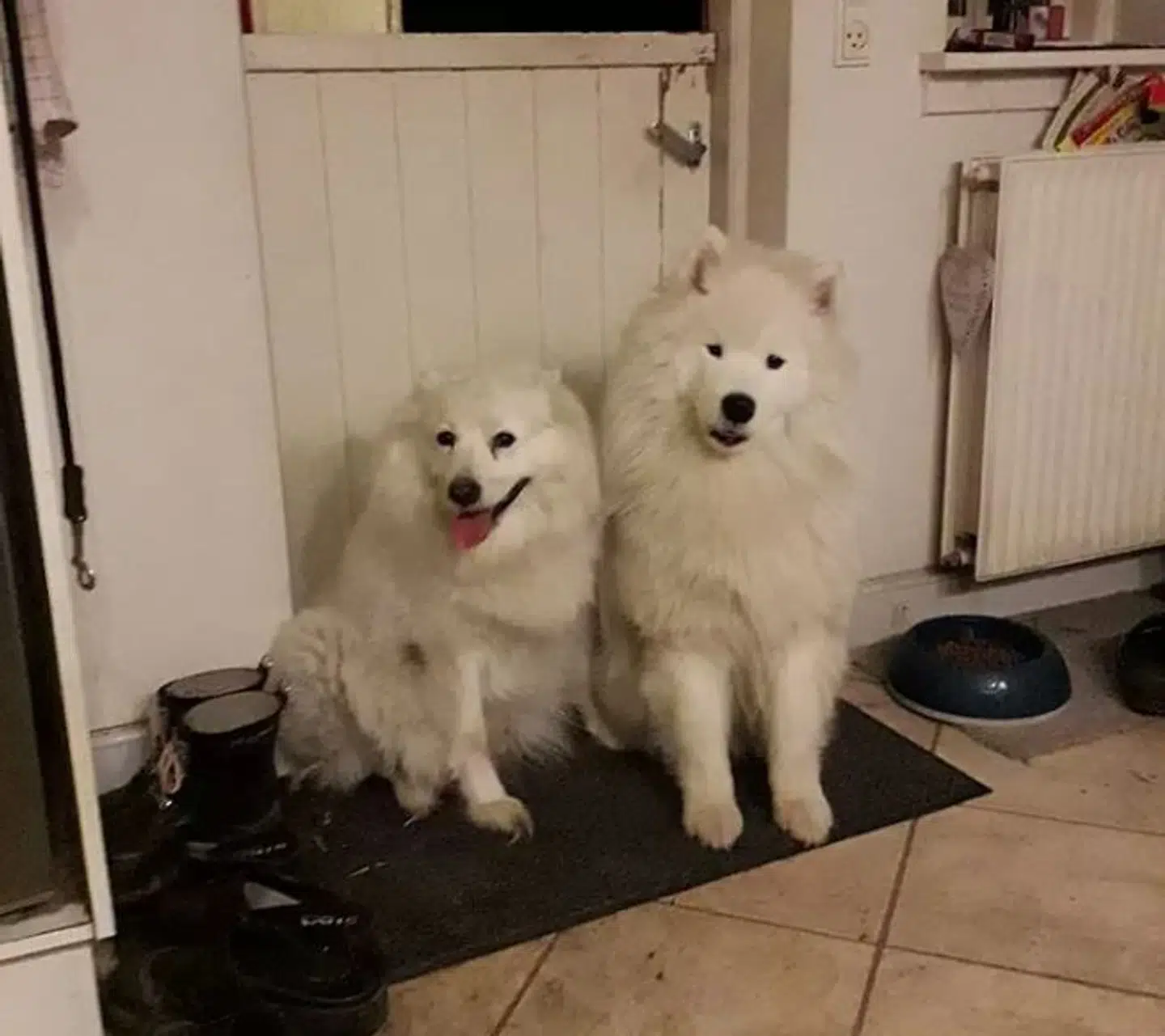 Lady (til venstre) og Samson fik seks hvalpe, men Lady nåede kun at leve ti dage efter fødslen. Foto: Privat