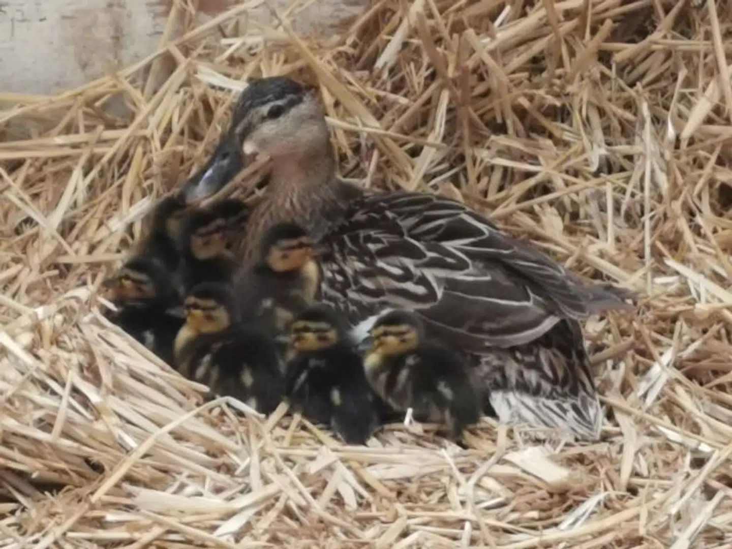 Her ses andemor med de små søde unger.