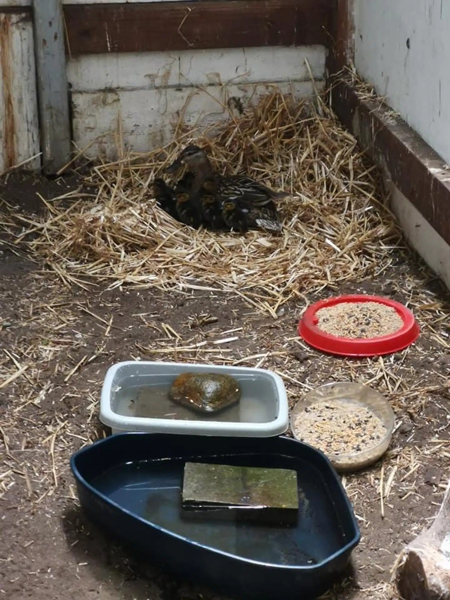 Tania og kollegaerne har sat vand og havregryn frem til den lille andefamilie.