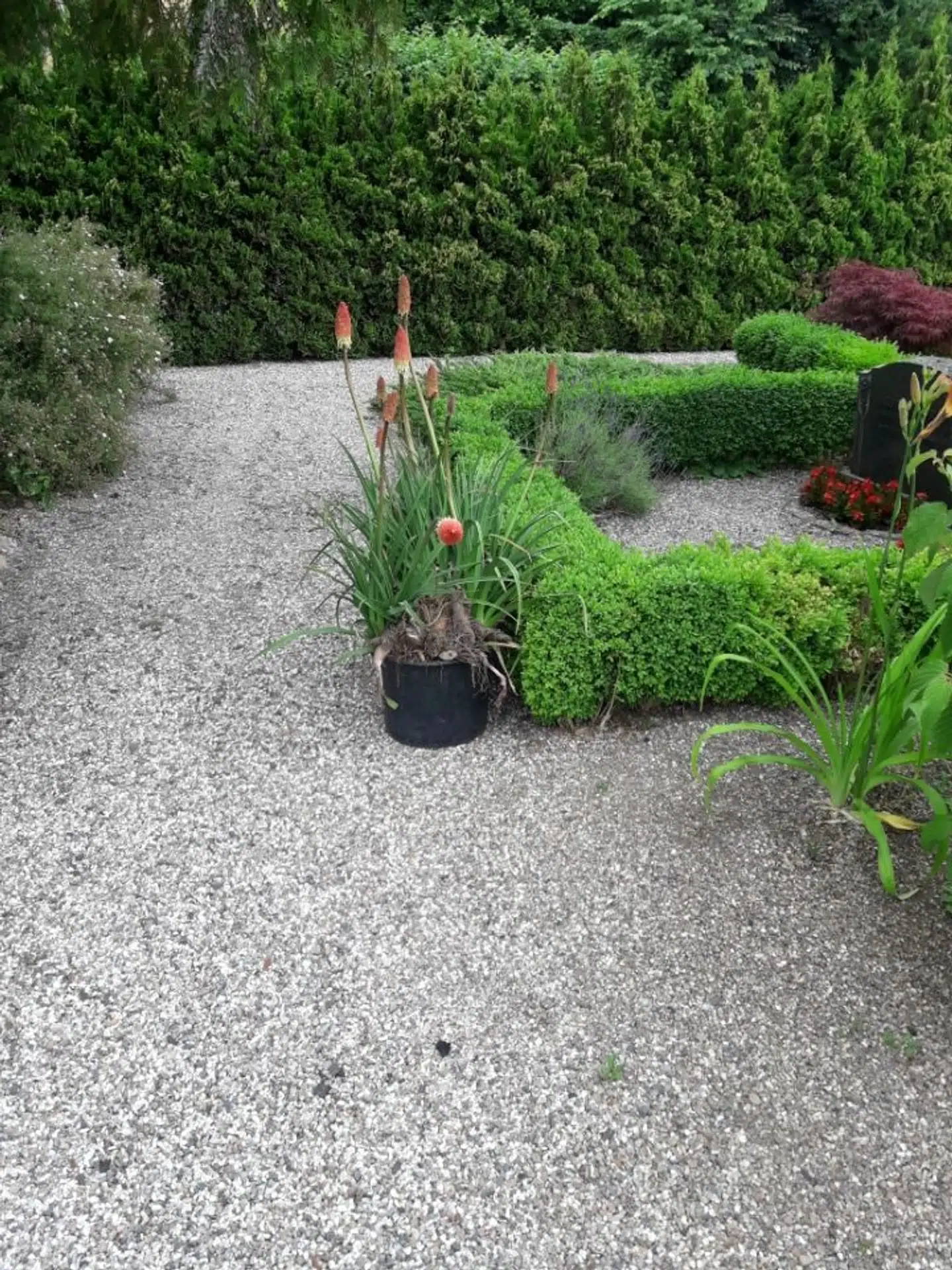 Blomster klar til afhentning, sat i spande.
