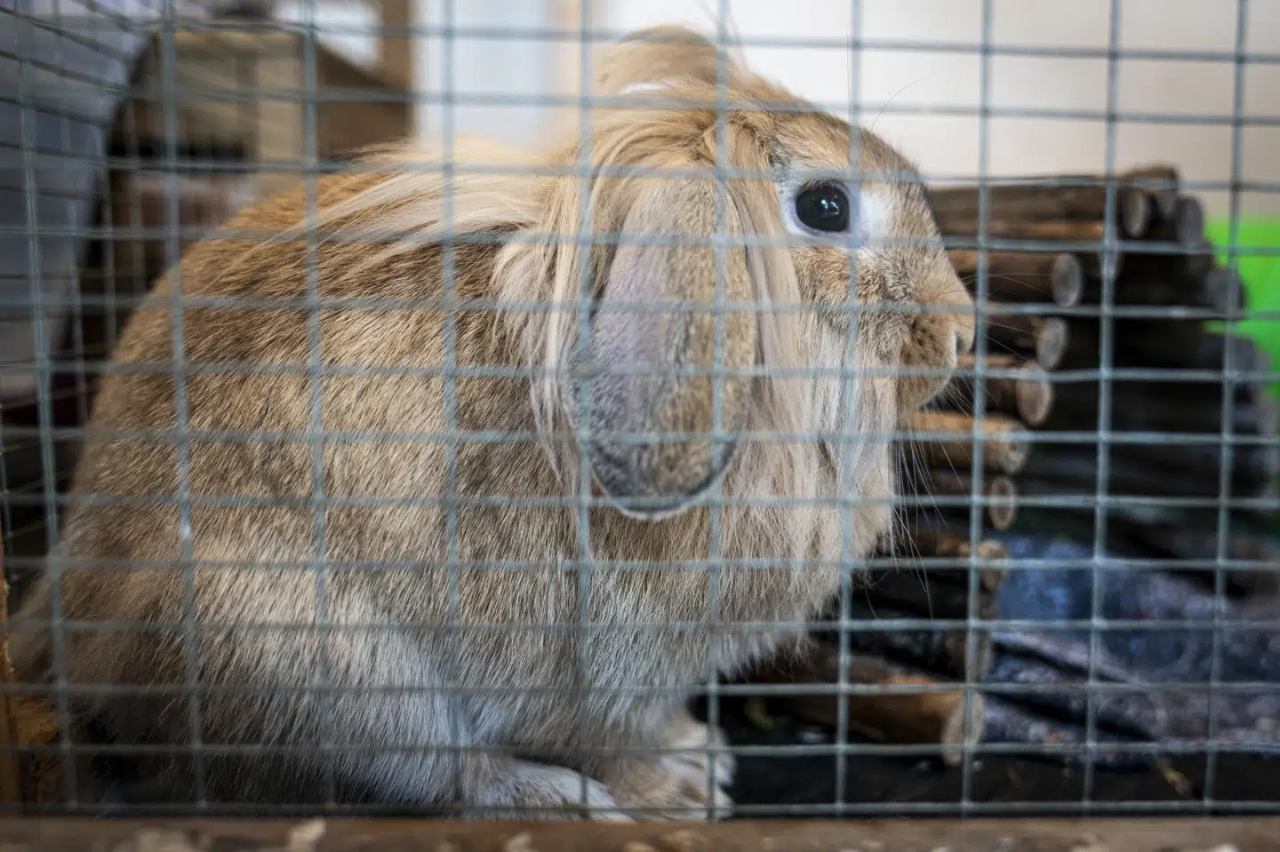 Dyrenes Beskyttelse ser en stor stigning i antallet af kaniner for øjeblikket. Det er kaninejere, der henvender sig, fordi de ikke længere ønsker at beholde kaninen, forklarer familiedyrschef Jens Jokumsen. (Arkivfoto). Niels Christian Vilmann/Ritzau Scanpix