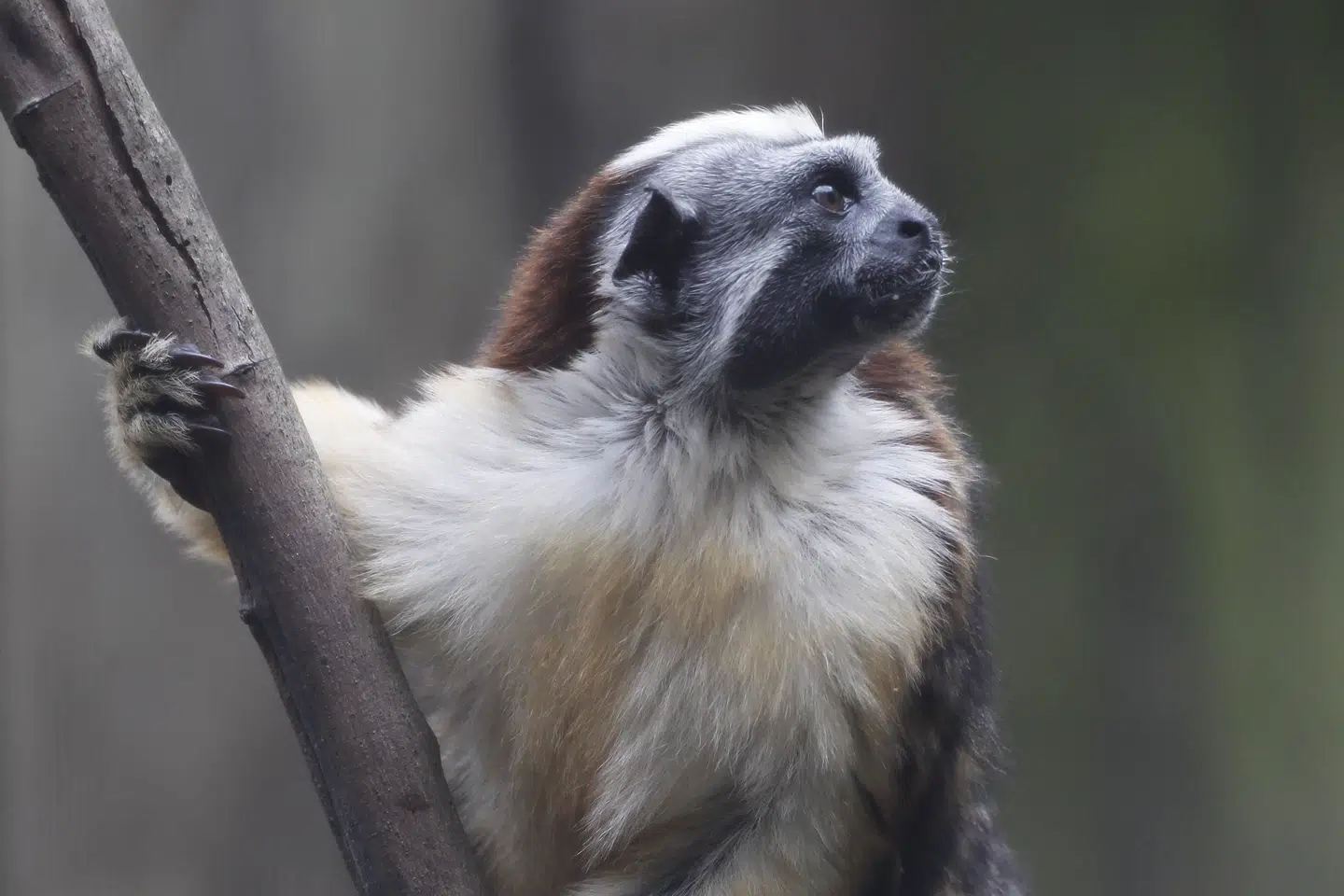 En mand er blevet sigtet i sagen om en løs tamarinabe, der afgik ved døden i Aarhus i maj. Det er ikke aben på billedet.