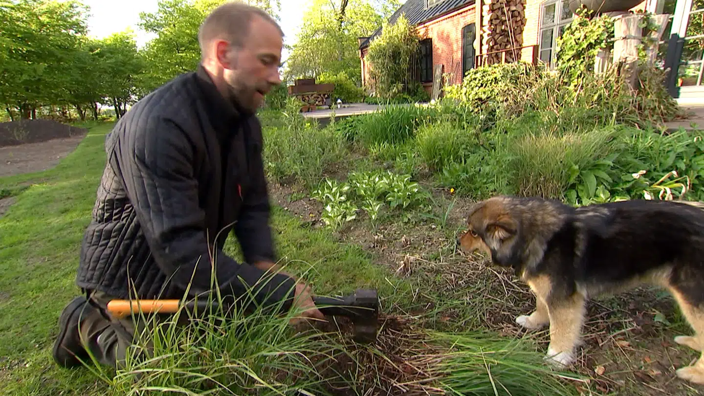 Hunde Isa er med, når Søren Vester er i haven. Foto DR