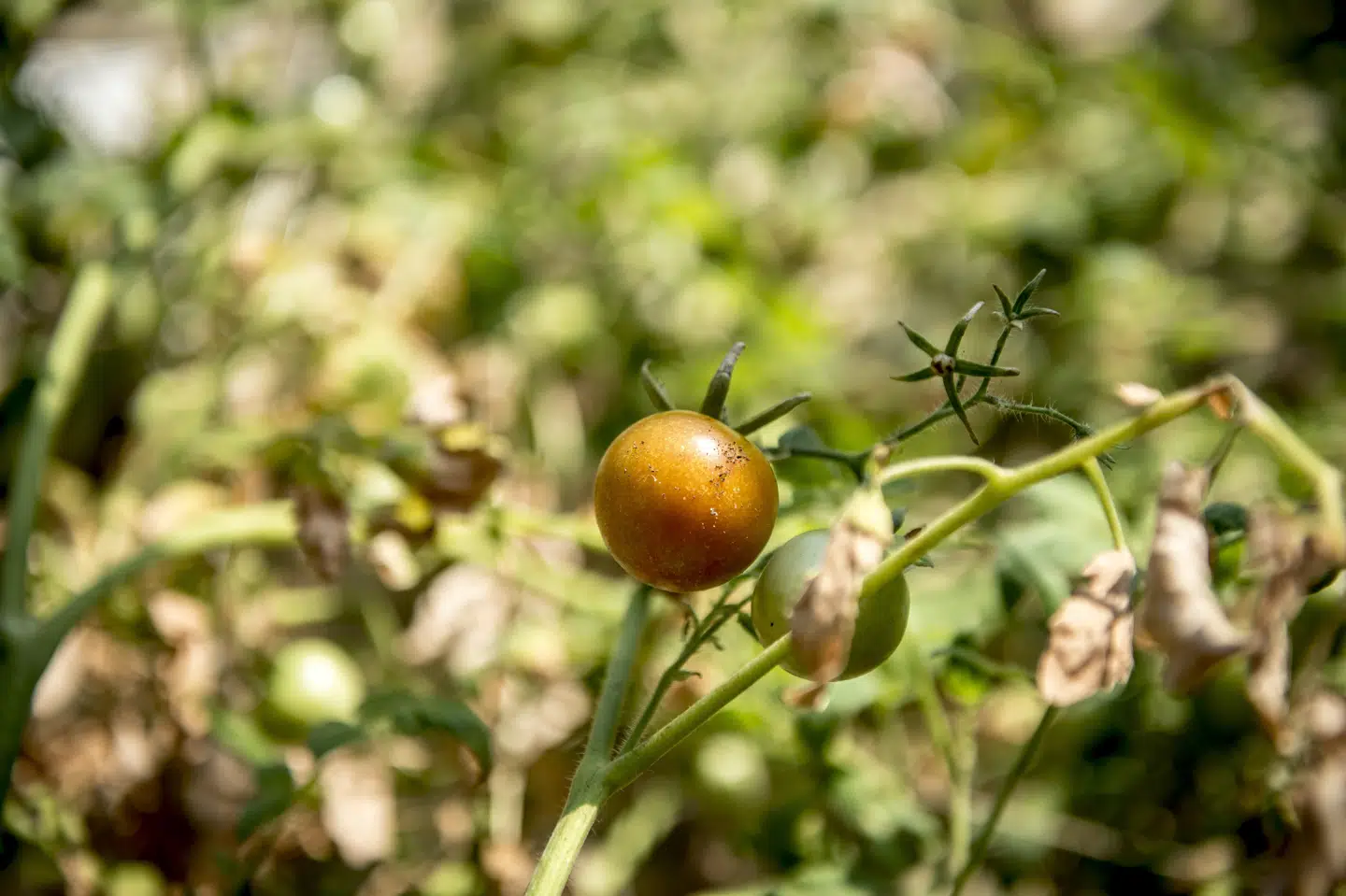 Med en ny whistleblower-ordning vil Landbrugsstyrelsen gøre det nemmere at anmelde overtrædelser af reglerne inden for plantesundhed, genmodificerede varer og økologi. Det kan for eksempel være, hvis man opdager, at der bliver sprøjtet med pesticider på en økologisk mark. (Arkivfoto) Mads Claus Rasmussen/Ritzau Scanpix