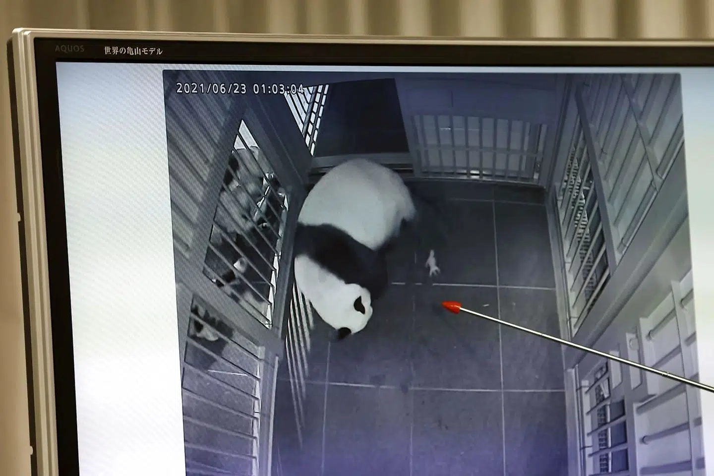 Pandaen Shin Shin er ved at føde den første tvilling.