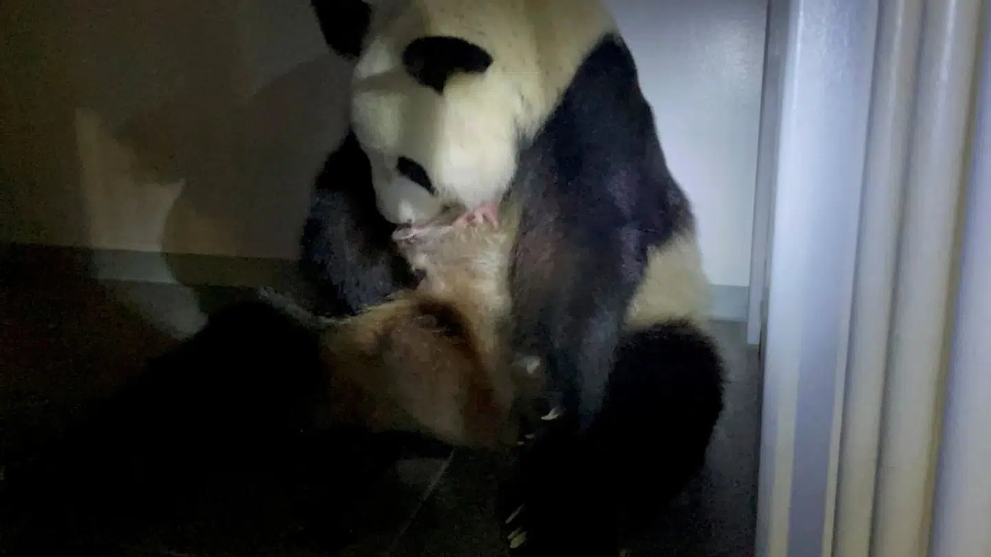 Pandaen Shin Shin holder en af sine nyfødte tvillinger i Uena Zoologiske Have i Tokyo 23. juni 2021.