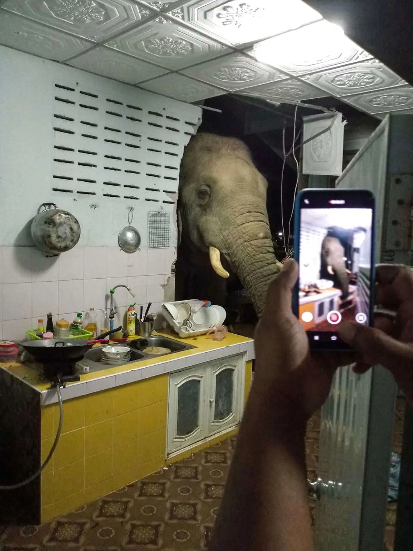 Her bliver der taget en video af elefanten.