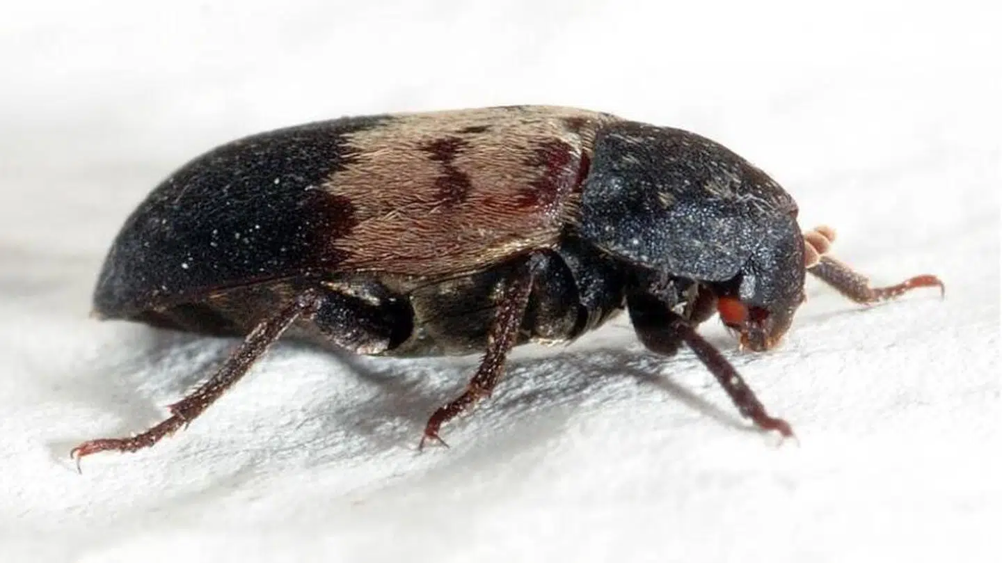 En 'flæskeklanner'. Foto: Wiki Commons.