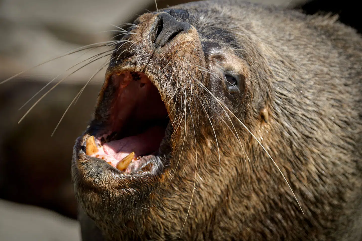 En søløvehan på kysten i Valparaíso i Chile. Det er indtil 2021 forbudt af jage søløver i Chile, men de er et stort problem for fiskerne. De angriber deres net og går på rov blandt deres fisk.