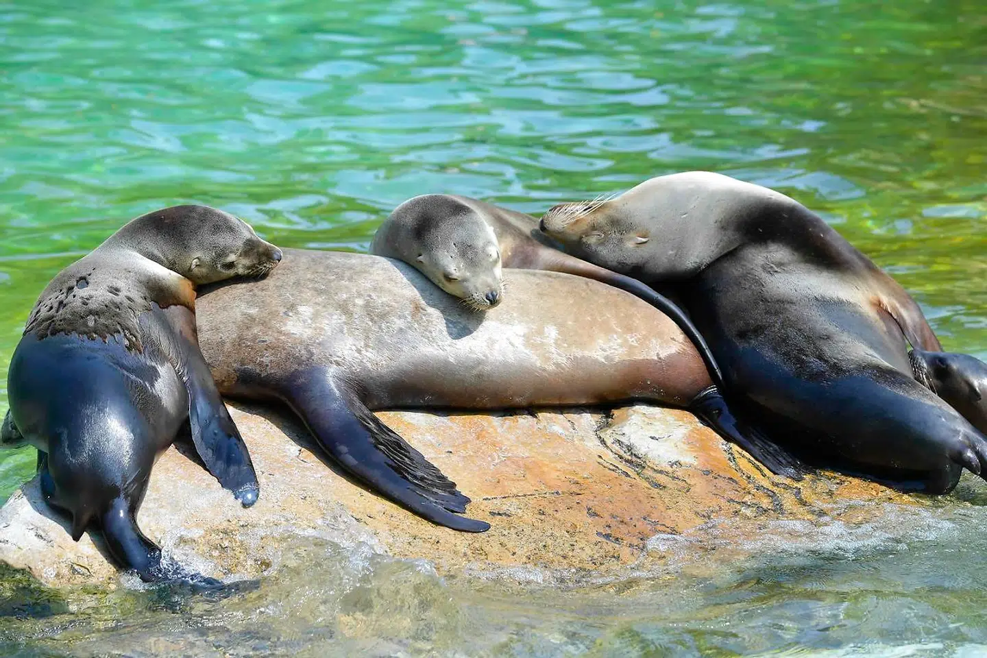 Søløver slapper af i solen i april 2020 i Berlins zoologiske have.