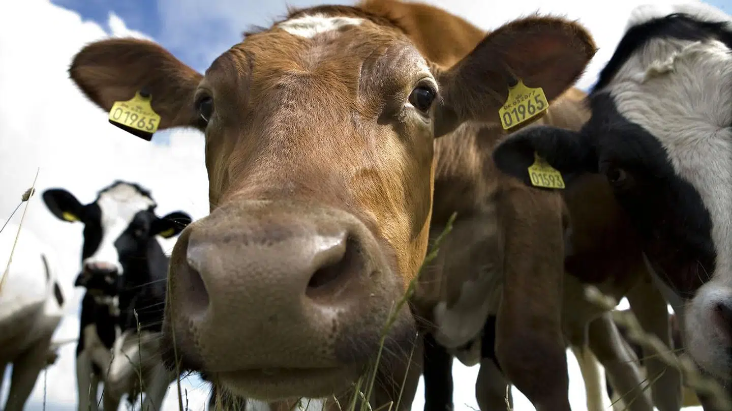 Enhedslisten vil udlægge landbrugsjord, der svarer til et område på størrelse med Fyn plus tre gange Bornholm, til græs, skov og uberørt natur.