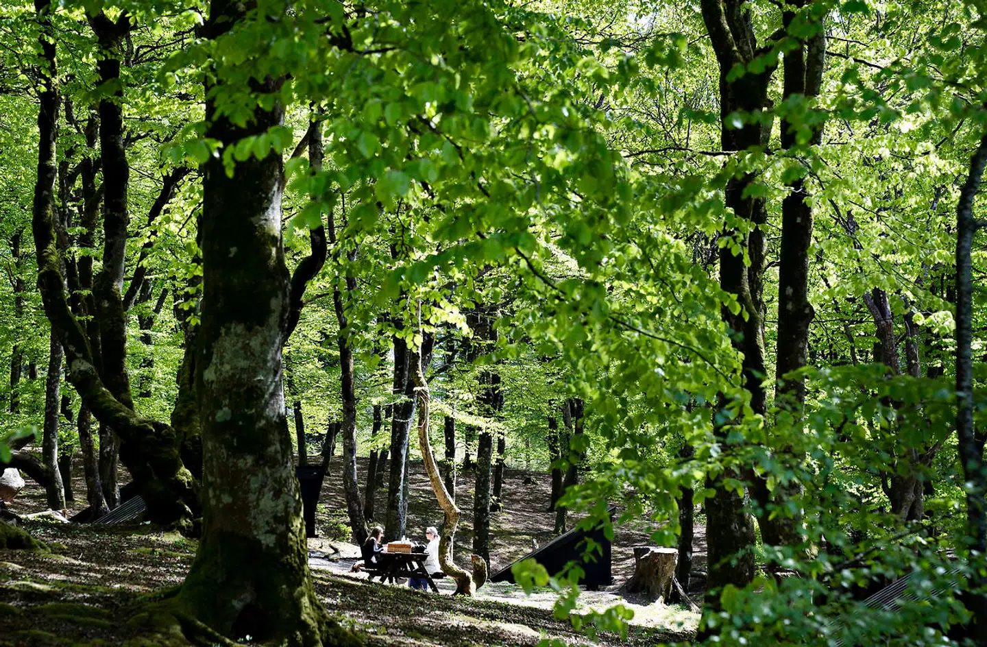 Nyudsprungne lysegrønne bøgetræer på vejen til Store Økssø i Rold Skov (Foto: Henning Bagger/Ritzau Scanpix)