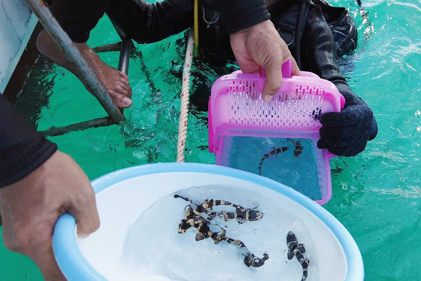 De små Bambushajer bliver hældt ned i en beholder, inden de bliver sat fri.