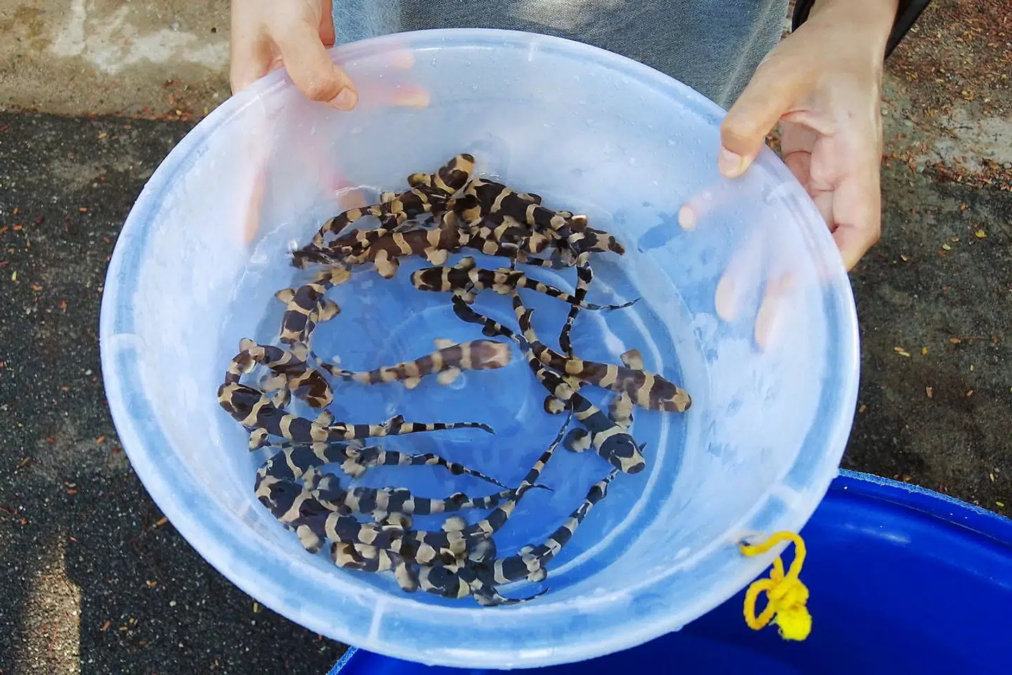 Her ses en del af de Bambushajer, der blev sluppet fri i sidste uge.