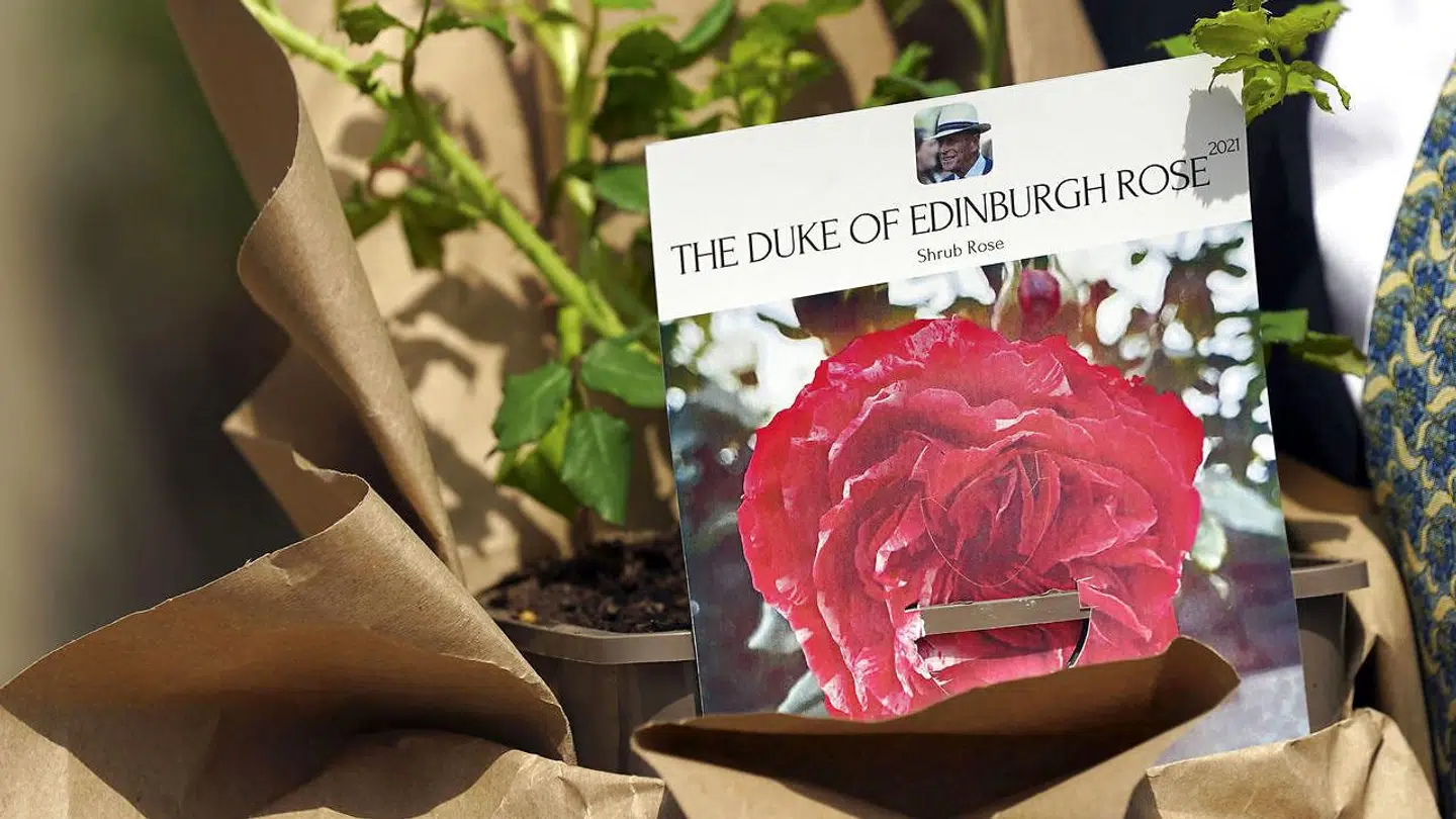 Den nyopdrættede rosesort blev skænket til dronning Elizabeth af Keith Weed, der er præsidenten for velgørenhedsorganisationen The Royal Horticultural Society.