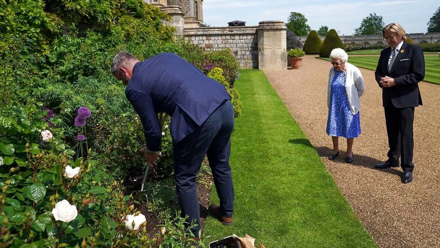 Dronning Elizabeth så på, mens Windsor Castles hovedgartner, Philip Carter, plantede prinsens særlige rose i det kongelige rosenbed.