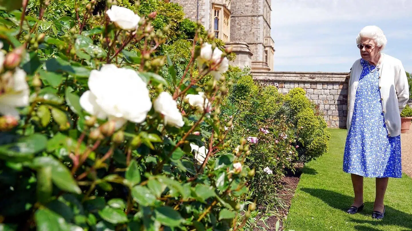 Den nyopdrættede hertug af Edinburgh-rose har fået plads blandt de mange roser i det kongelige rosenbed. Den særlige roseart til ære for den afdøde prins er pink og overskuddet fra salget af den går til prins Philips fond.