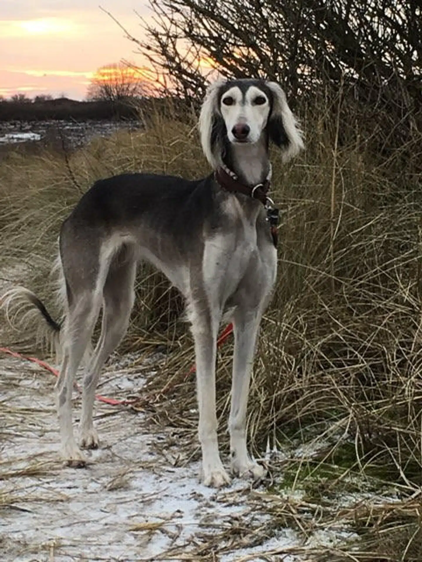 Hunden Mella var en af de hunde, der døde efter en tur på stranden i sensommeren 2020.