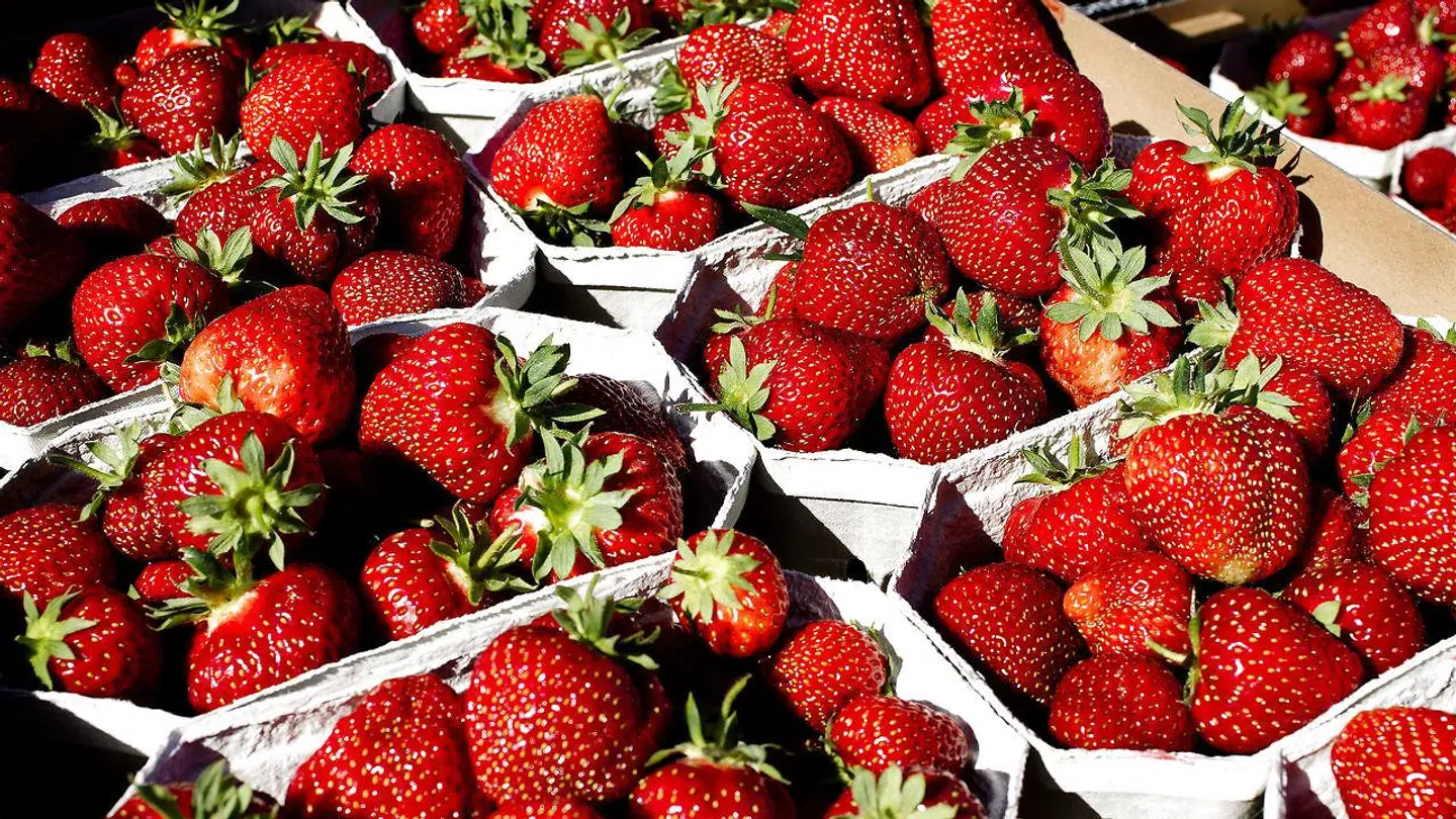 Længes du efter de søde, røde bær? Det kolde forår har forsinket jordbærrene.