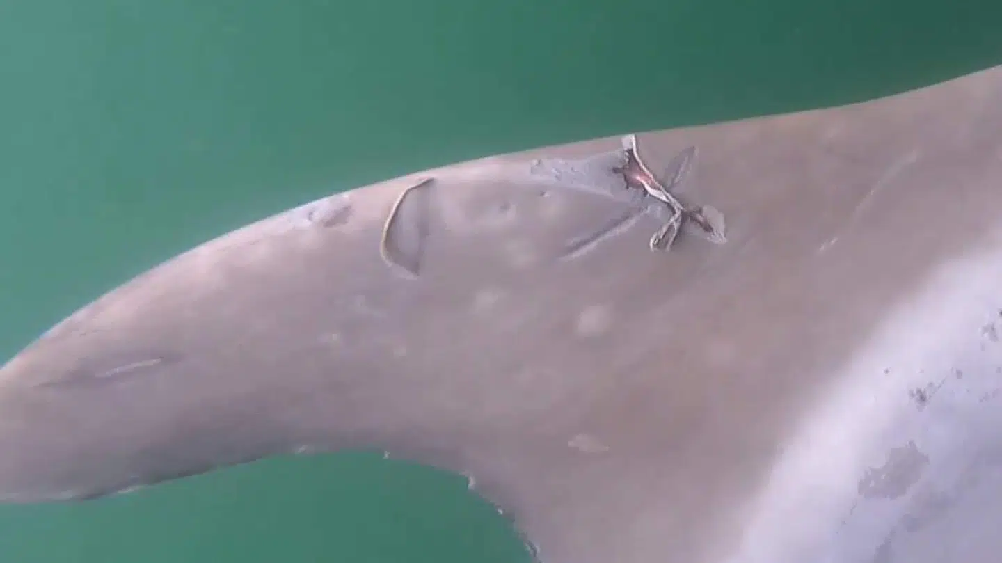 Foto: Jesper Stig Andersen